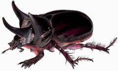 StrategusAntaeus by Smidon33. Used under a CC BY-SA 3.0 license.