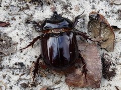 Strategus antaeus 232935341 by Arturo Santos. Used under a CC BY 4.0 license.