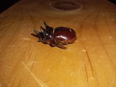 Strategus antaeus 238401538 by Steven Joyner. Used under a CC BY 4.0 license.