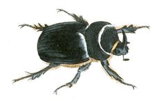 Illustrations of Exotic Entomology Dynastes Satyrus by Plates: Dru Drury (1725–1803). Text: John Obadiah Westwood (1805–1893). Used under a Public domain license.