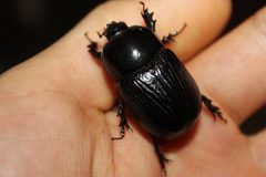 Xyloryctes jamaicensis adult female-Wake Forest-North Carolina by Happy1892. Used under a CC BY-SA 4.0 license.