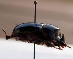 Xyloryctes jamaicensis m1 by JohnSka. Used under a CC BY-SA 3.0 license.