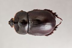 Xyloryctes thestalus ASUHIC0013681 dorsal by Arizona State University Hasbrouck Insect Collection. Used under a CC0 license.