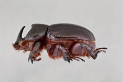Xyloryctes thestalus ASUHIC0013681 lateral by Arizona State University Hasbrouck Insect Collection. Used under a CC0 license.