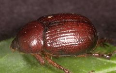 Tomarus gibbosus by Frank Peairs, Colorado State University, Bugwood.org. Used under a CC BY 3.0 license.