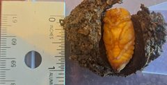 Beetle Pupae 2 - PA by Pancakefordinner. Used under a CC BY-SA 4.0 license.