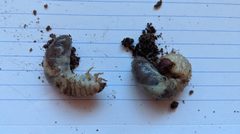 H. Illatus larvae by Pancakefordinner. Used under a CC BY-SA 4.0 license.