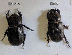 Hemiphileurus ilatus beetles by Pancakefordinner. Used under a CC BY-SA 4.0 license.