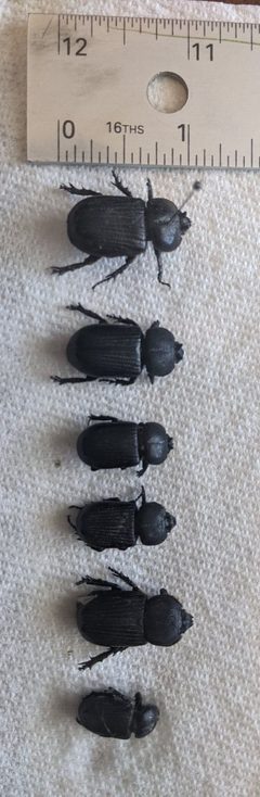 Illatus specimens by Pancakefordinner. Used under a CC BY-SA 4.0 license.