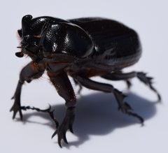 Phileurus truncatus 2 by Fredlyfish4. Used under a CC BY-SA 4.0 license.