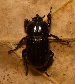 Phileurus valgus - a scarab beetle species by Wildreturn. Used under a CC BY 2.0 license.