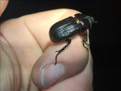 Phileurus valgus 133271698 by Cloud Dandridge. Used under a CC BY 4.0 license.