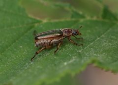 Dichelonyx albicollis 289757951 by Jake McCumber. Used under a CC BY-SA 4.0 license.