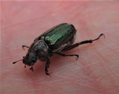 Dichelonyx vicina by Howard Bruner. Used under a CC BY-SA 4.0 license.