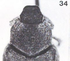 Hoplia callipyge prothorax by Alan R. Hardy. Used under a Public domain license.
