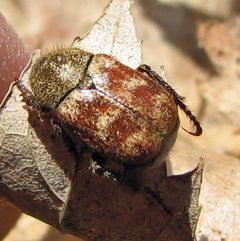 Hoplia trifasciata by Jacy Lucier. Used under a CC BY-SA 4.0 license.