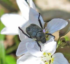 Hoplia trivialis by Jacy Lucier. Used under a CC BY-SA 4.0 license.