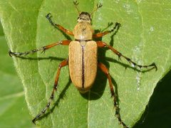 MacrodactylusSubspinosus by Smidon33. Used under a CC BY-SA 3.0 license.