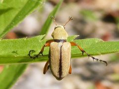MacrodactylusSubspinosus1 by Smidon33. Used under a CC BY-SA 3.0 license.