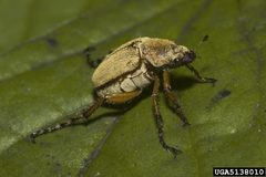 Macrodactylus subspinosus 5138010 by Susan Ellis, , Bugwood.org. Used under a CC BY 3.0 us license.