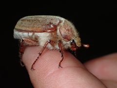 Dusty June Beetle imported from iNaturalist photo 291551073 on 7 August 2024 by (c) Cricket Raspet, some rights reserved (CC BY). Used under a CC BY 4.0 license.