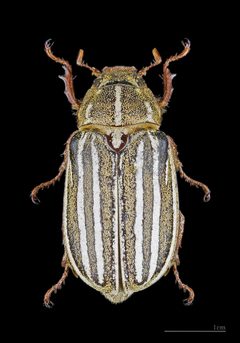 Polyphylla decemlineata MHNT femelle dos by 
Didier Descouens. Used under a CC BY-SA 4.0 license.