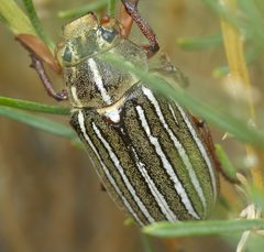 Polyphylla decemlineata P1520928a by 
xpda. Used under a CC BY-SA 4.0 license.