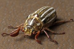 Polyphylla decemlineata aka Ten-lined June beetle 2015-05-21 by Junkyardsparkle. Used under a CC0 license.