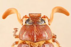 Polyphylla monahansensis by
Karen Perez. Used under a CC0 license.