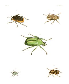 Illustrations of Exotic Entomology II 32 by Plates: Dru Drury (1725–1803). Text: John Obadiah Westwood (1805–1893). Used under a Public domain license.