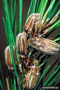 Pollyphylla occidentalis by Gerald J. Lenhard, Louisiana State University, Bugwood.org - See more at: http://www.insectimages.org/browse/detail.cfm?imgnum=0795012#sthash.2FodzFfe.dpuf. Used under a CC BY-SA 3.0 license.