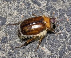 Phobetus comatus by LapisOre. Used under a CC BY-SA 4.0 license.
