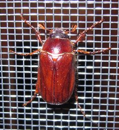 Amphimallon majale by Jacy Lucier. Used under a CC BY-SA 4.0 license.