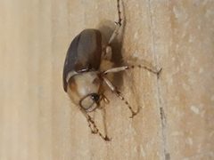 Rhizotrogus beetle Amphimallon majale by Józsi a termtudmester. Used under a CC BY-SA 4.0 license.