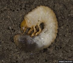 Rmajalislarvae by David Cappaert, Michigan State University, Bugwood.org. Used under a CC BY 3.0 license.