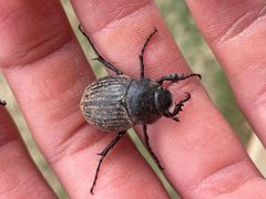 Phyllophaga cribrosa by threeagoutdoors. Used under a CC BY 4.0 license.
