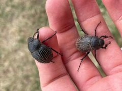 Phyllophaga cribrosa1 by threeagoutdoors. Used under a CC BY 4.0 license.