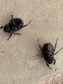 Phyllophaga cribrosa2 by threeagoutdoors. Used under a CC BY 4.0 license.