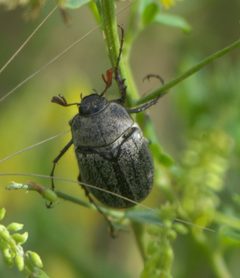 Phyllophaga lanceolata P1630030a by 
xpda. Used under a CC BY-SA 4.0 license.