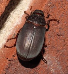 Phyllophaga prunina - inat 277516477 by {{{name}}}. Used under a CC BY-SA 4.0 license.