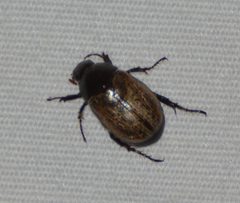 Anomala foraminosa by Jon McIntyre. Used under a CC0 license.