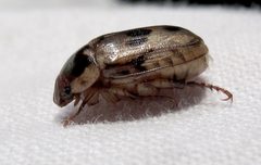 Anomala undulata by Jacy Lucier. Used under a CC BY-SA 4.0 license.