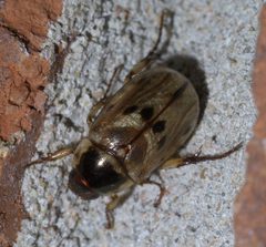 Anomala undulata P1600200a by 
xpda. Used under a CC BY-SA 4.0 license.