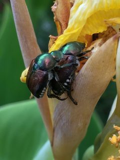 Japanese Beetle Durham NC by NCBioTeacher. Used under a CC0 license.