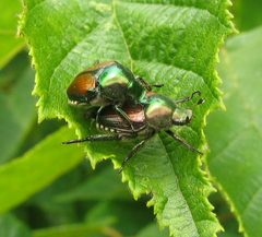 Popillia japonica - japanese beetle - desc-mating pair on filbert tree leaf by wikipedia. Used under a CC BY-SA 3.0 license.