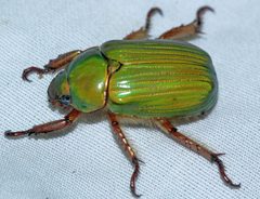 Chrysina lecontei by Andrew Meeds. Used under a CC BY 4.0 license.