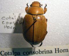 Cotalpa consobrina sjh by Shawn Hanrahan. Used under a CC BY-SA 2.5 license.