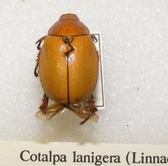 Cotalpa lanigera sjh by Shawn Hanrahan. Used under a CC BY-SA 2.5 license.