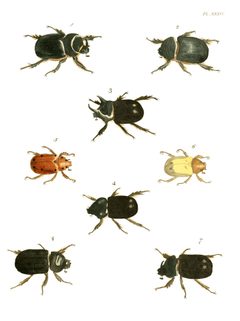 Illustrations of Exotic Entomology I 34 by Plates: Dru Drury (1725–1803). Text: John Obadiah Westwood (1805–1893). Used under a Public domain license.
