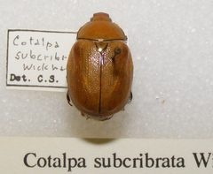 Cotalpa subcribrata sjh by Shawn Hanrahan. Used under a CC BY-SA 2.5 license.